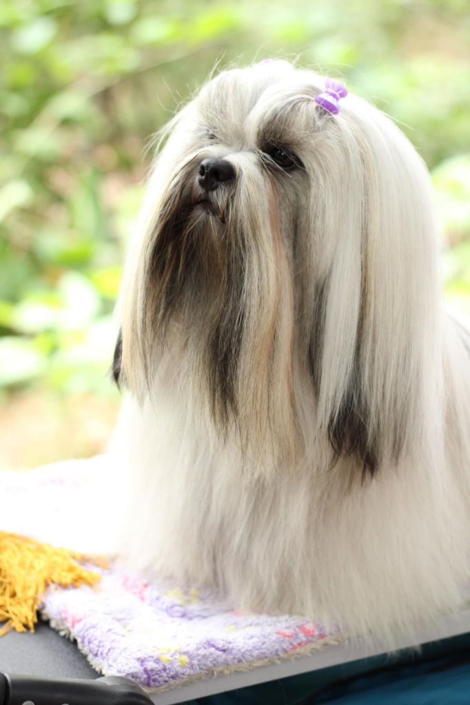 CH. Thor azurowa amhara