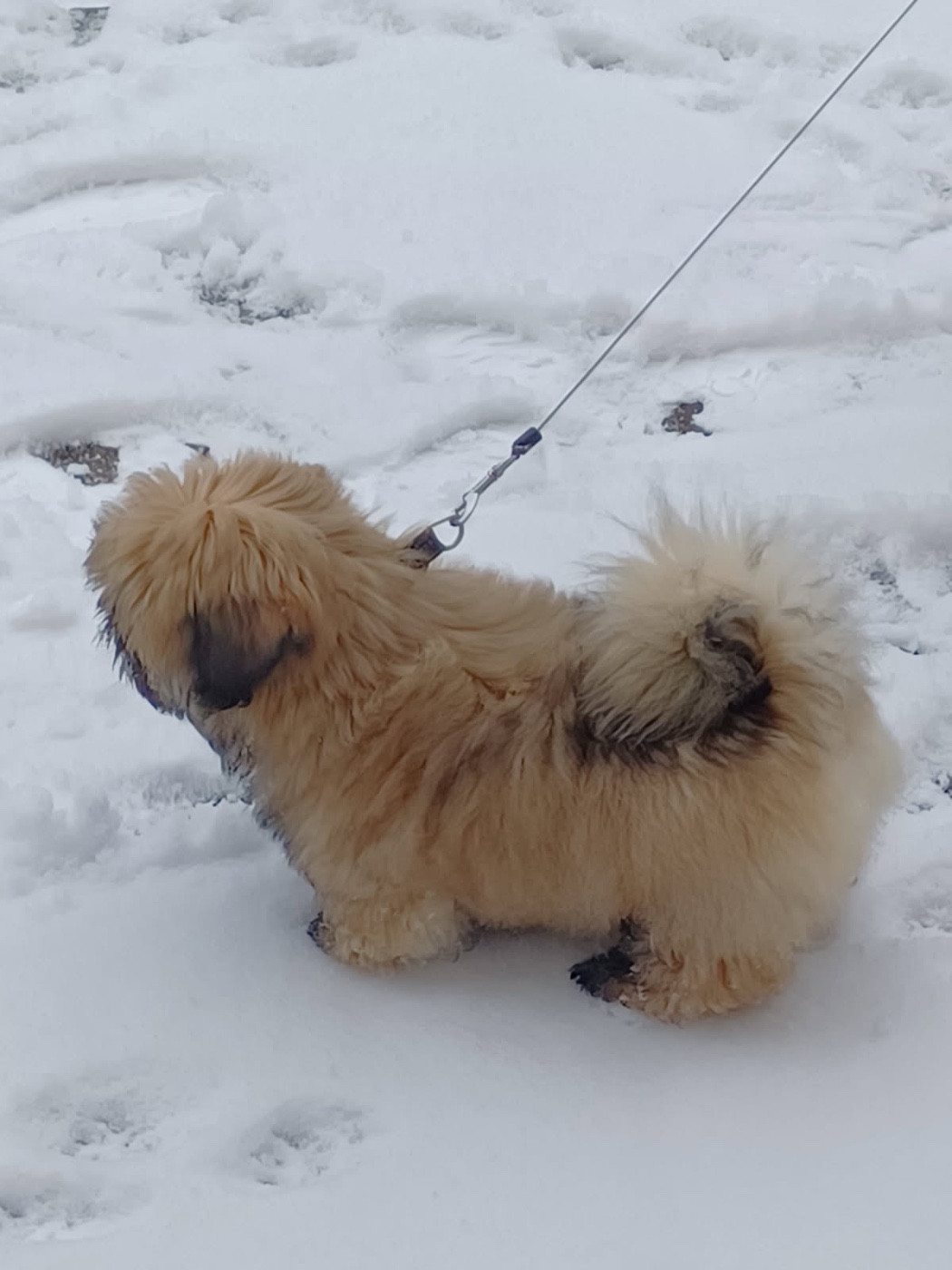 Plus de chiot disponible