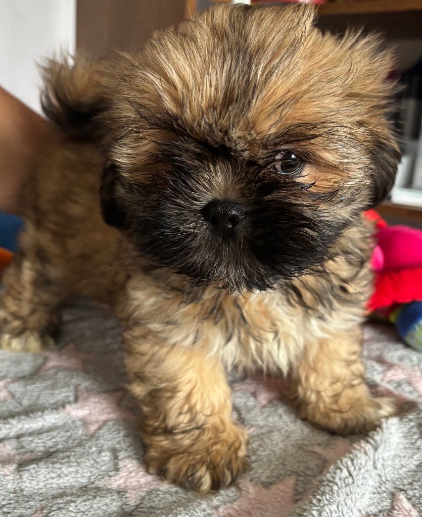 du Manoir de Luthece - Chiots disponibles - Lhassa Apso