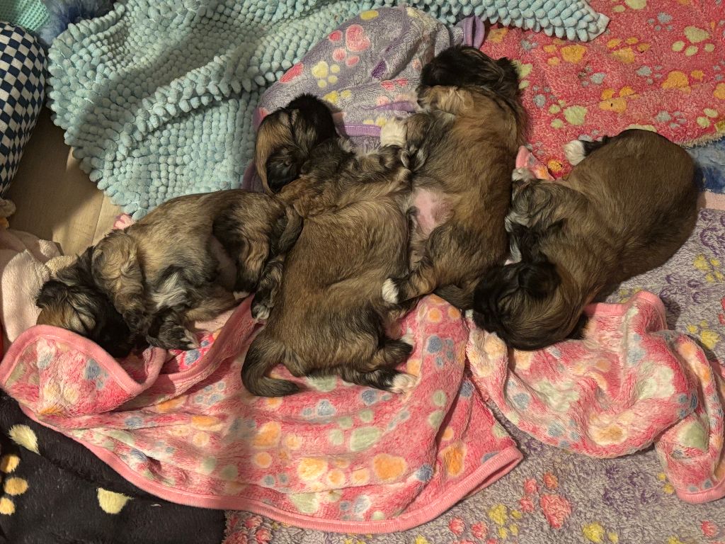 du Manoir de Luthece - Lhassa Apso - Portée née le 17/09/2025