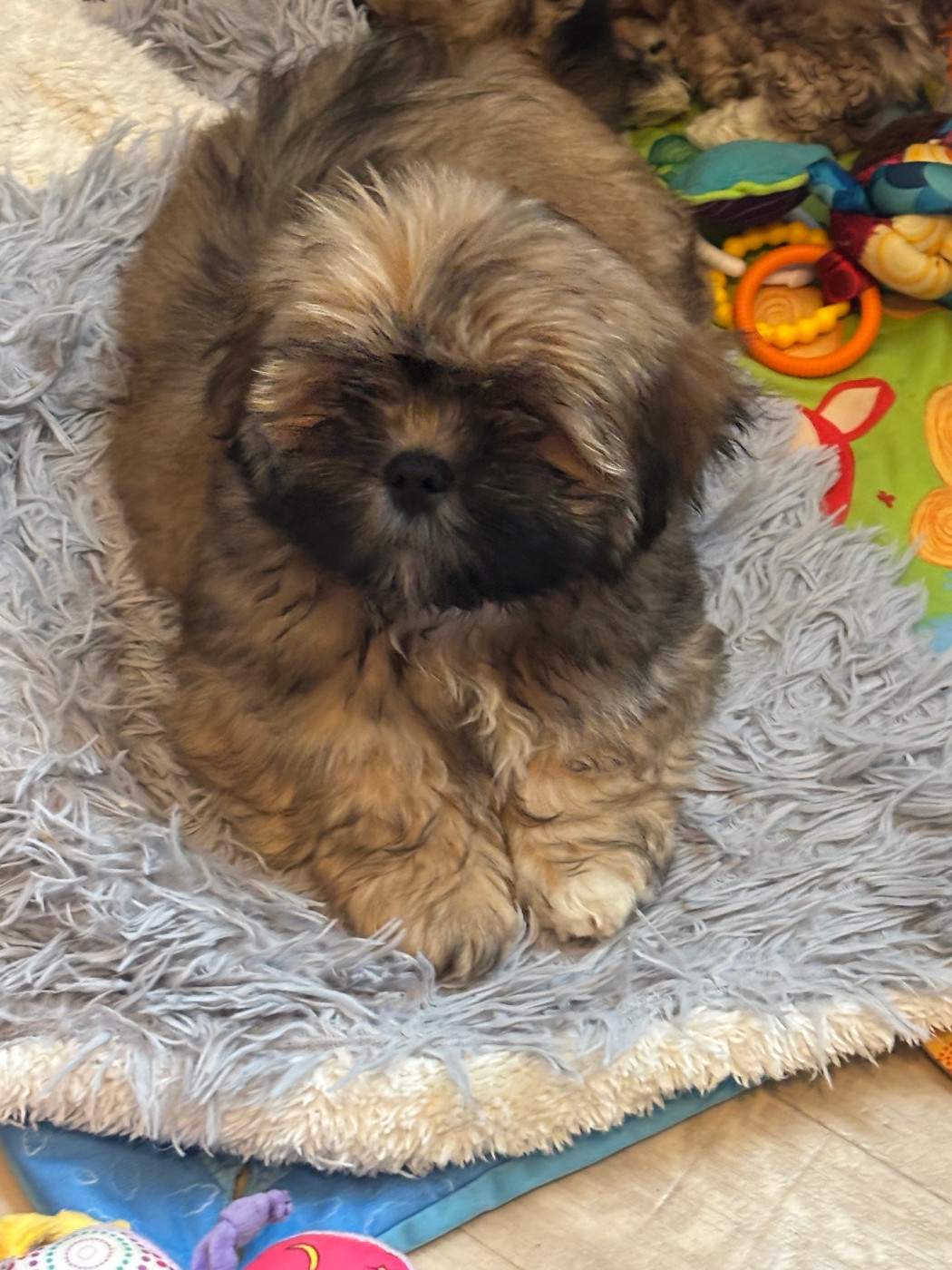 du Manoir de Luthece - Chiots disponibles - Lhassa Apso