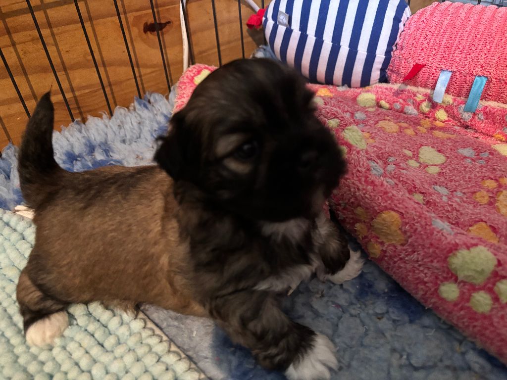du Manoir de Luthece - Chiots disponibles - Lhassa Apso