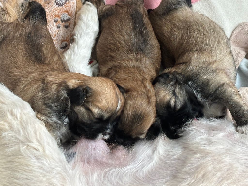 du Manoir de Luthece - Lhassa Apso - Portée née le 26/09/2025