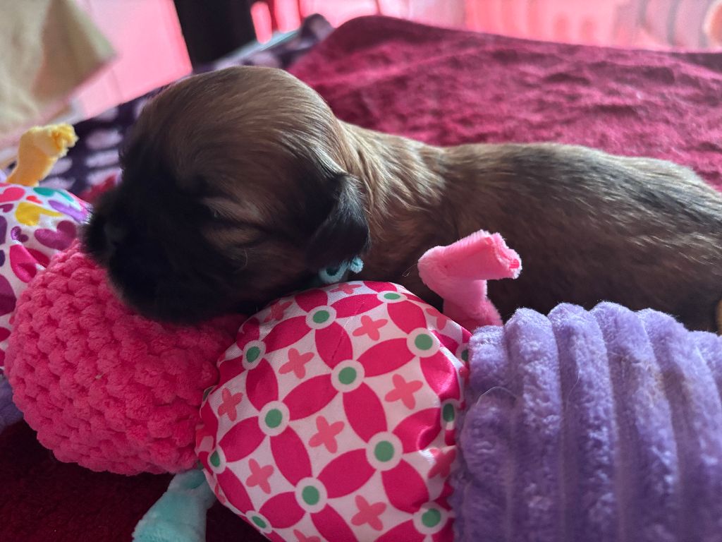 du Manoir de Luthece - Chiots disponibles - Lhassa Apso